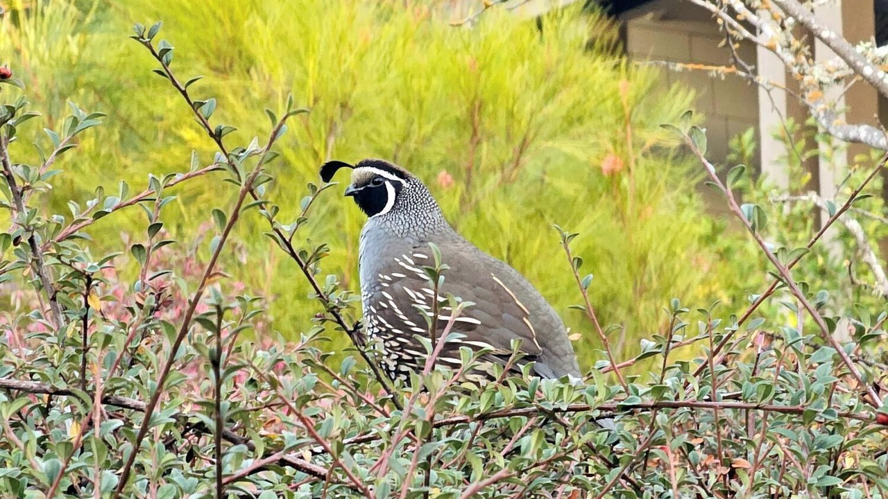 Photo of Others in Novato