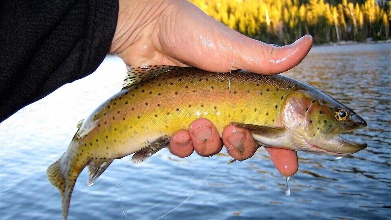 Photo of Others in Big Pine