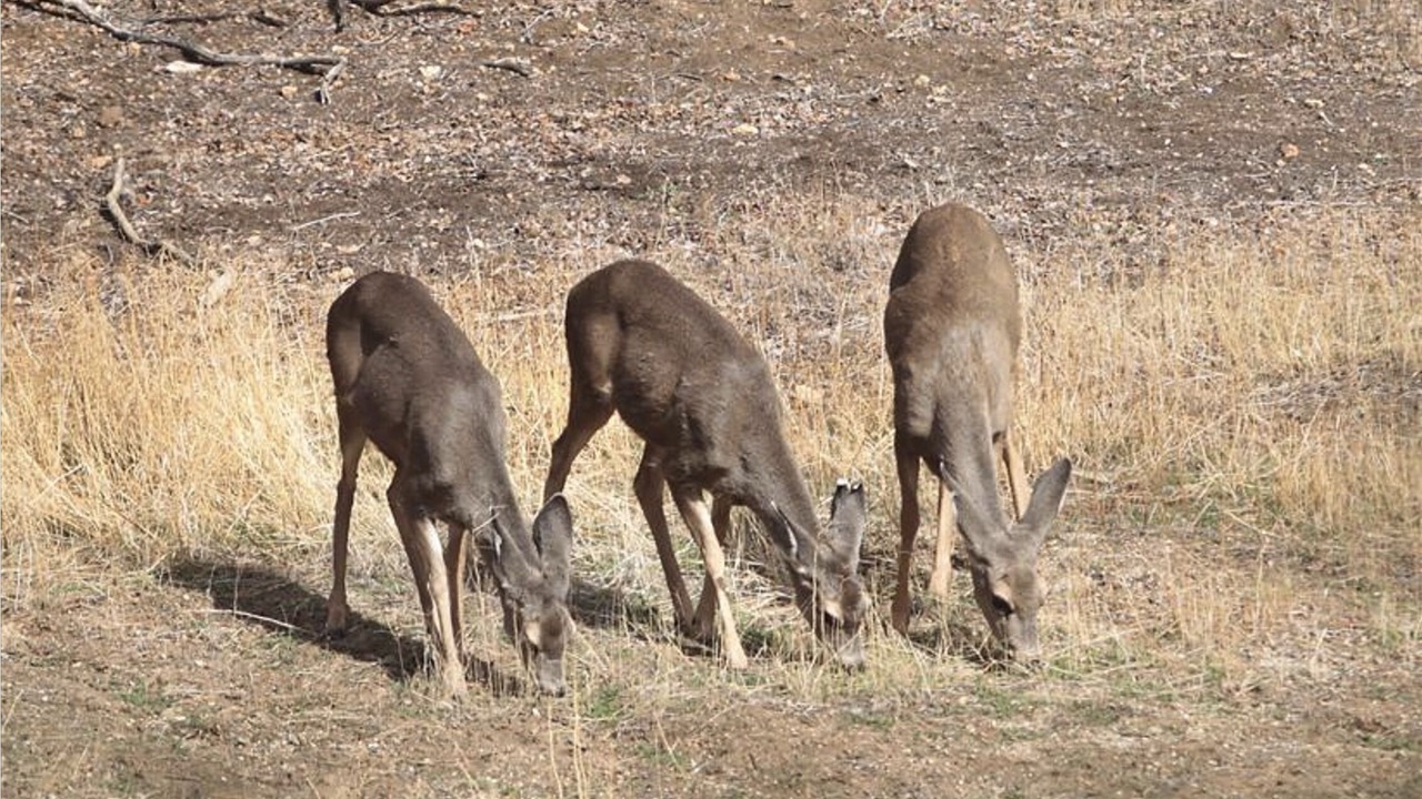 Photo of Others in Kernville