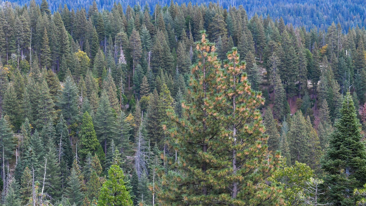 Photo of Others in Cold Springs