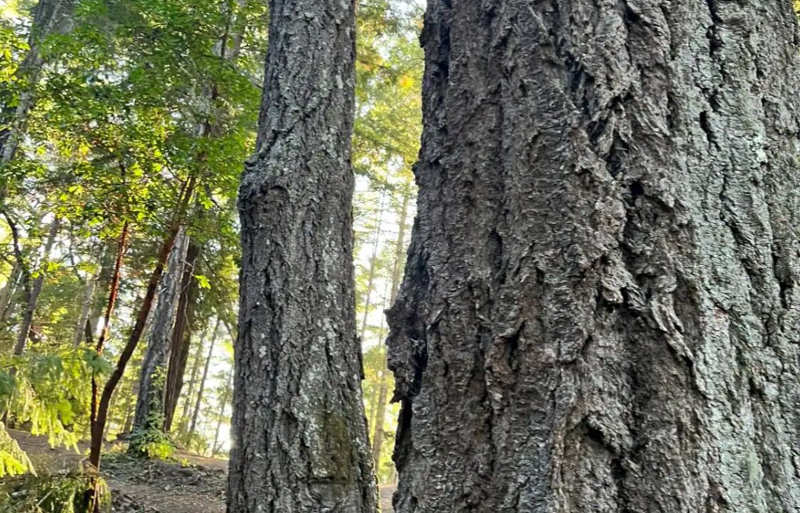 Photo of Outdoor in La Honda
