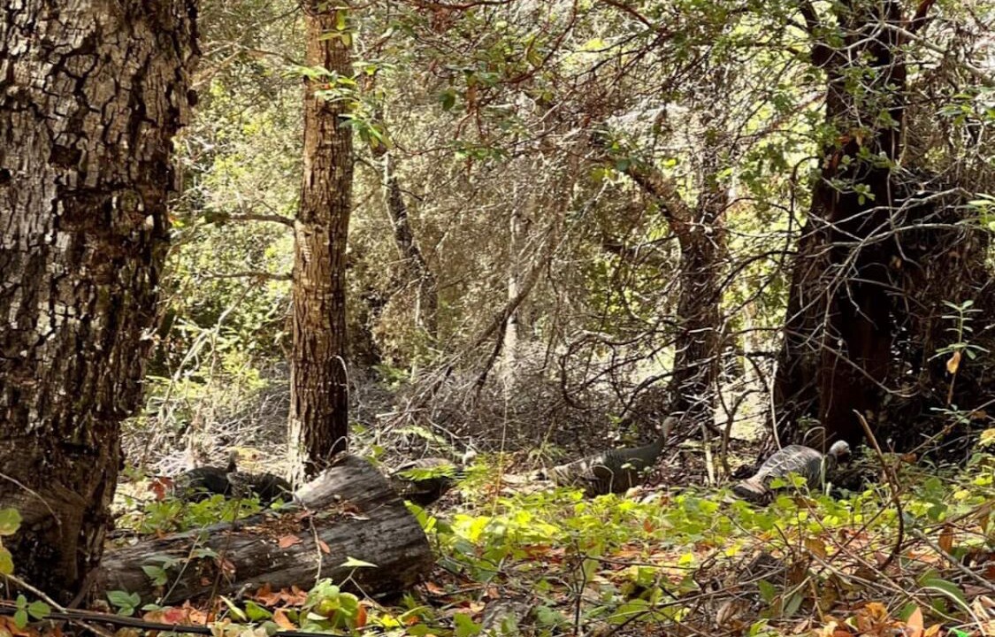 Photo of Outdoor in La Honda