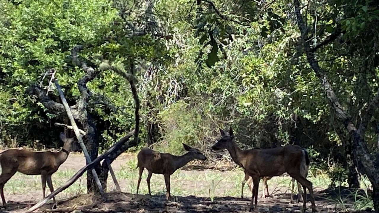 Photo of Outdoor in Los Gatos