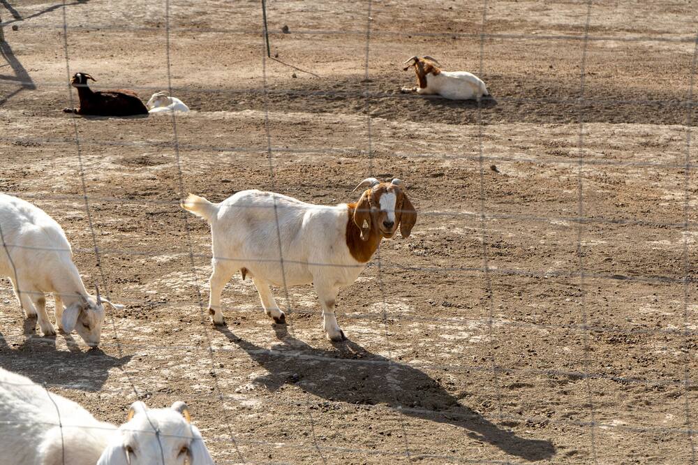 Photo of Others in Paso Robles