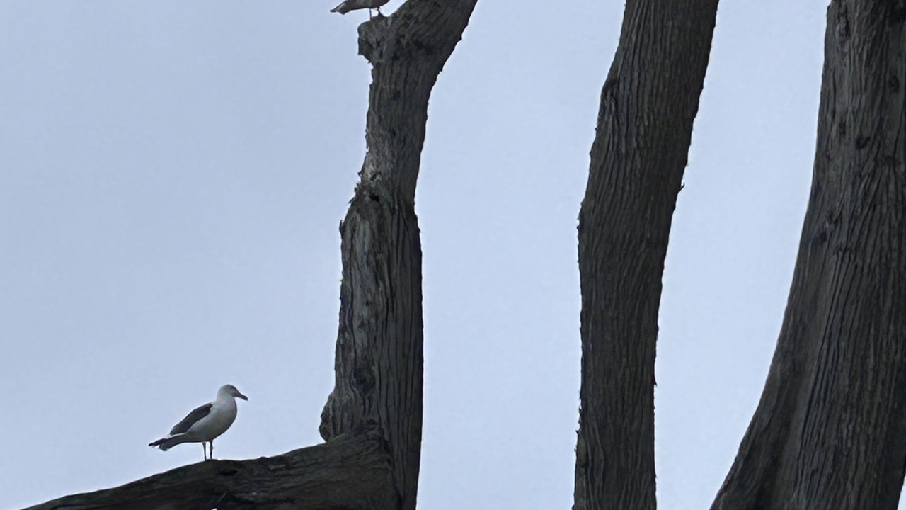 Photo of Others in Carmel Highlands