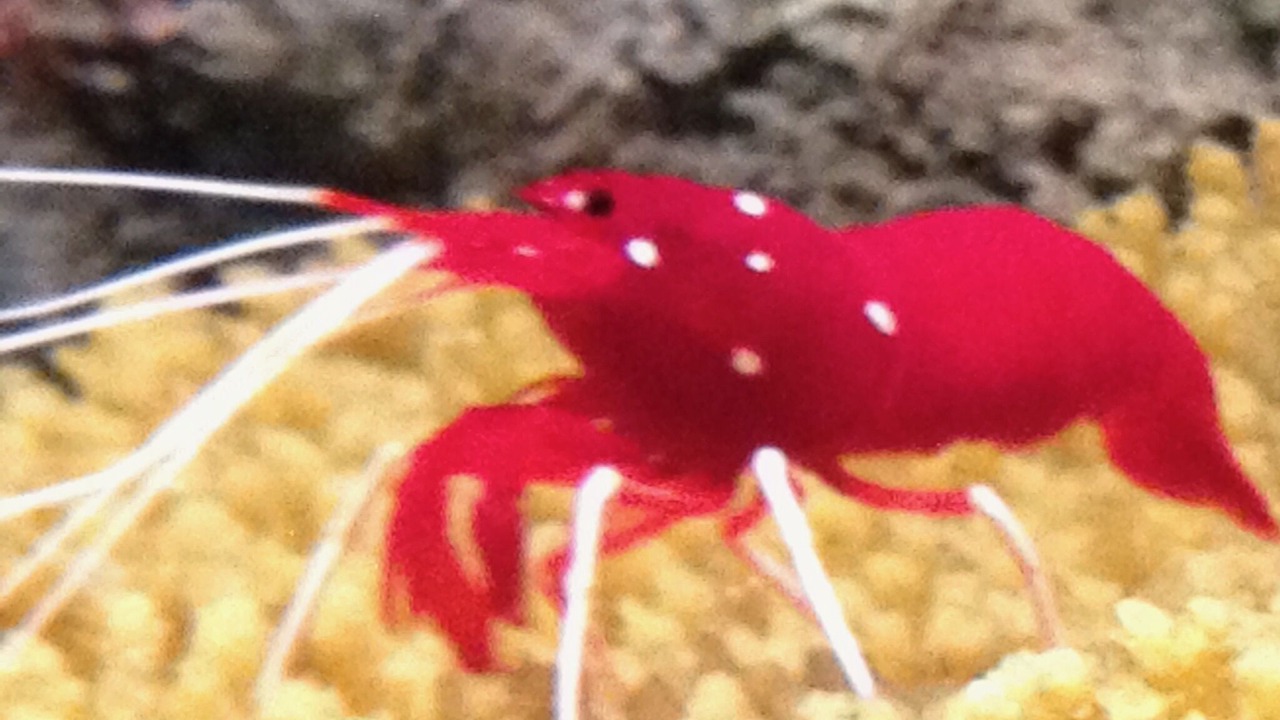 Photo of Others in Carmel Highlands