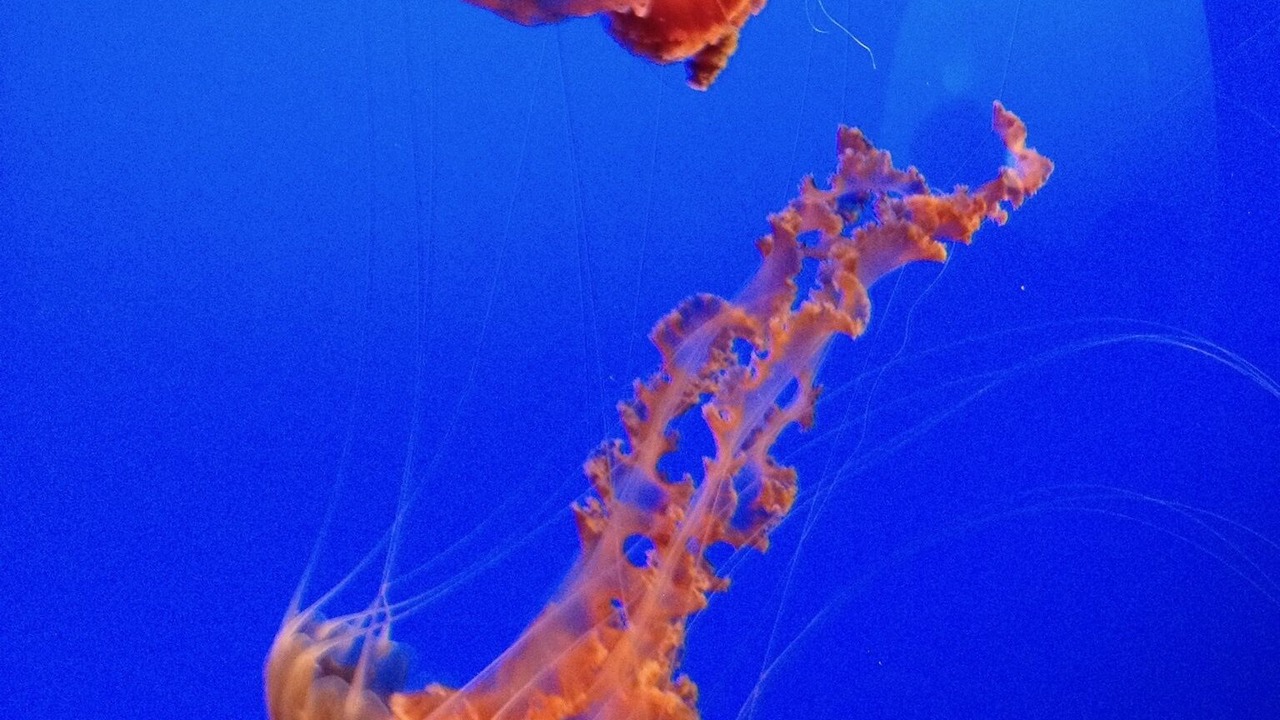 Photo of Others in Carmel Highlands