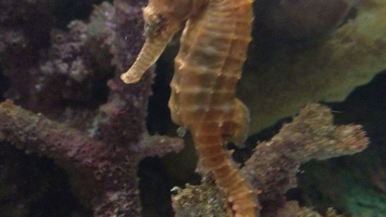 Photo of Others in Carmel Highlands