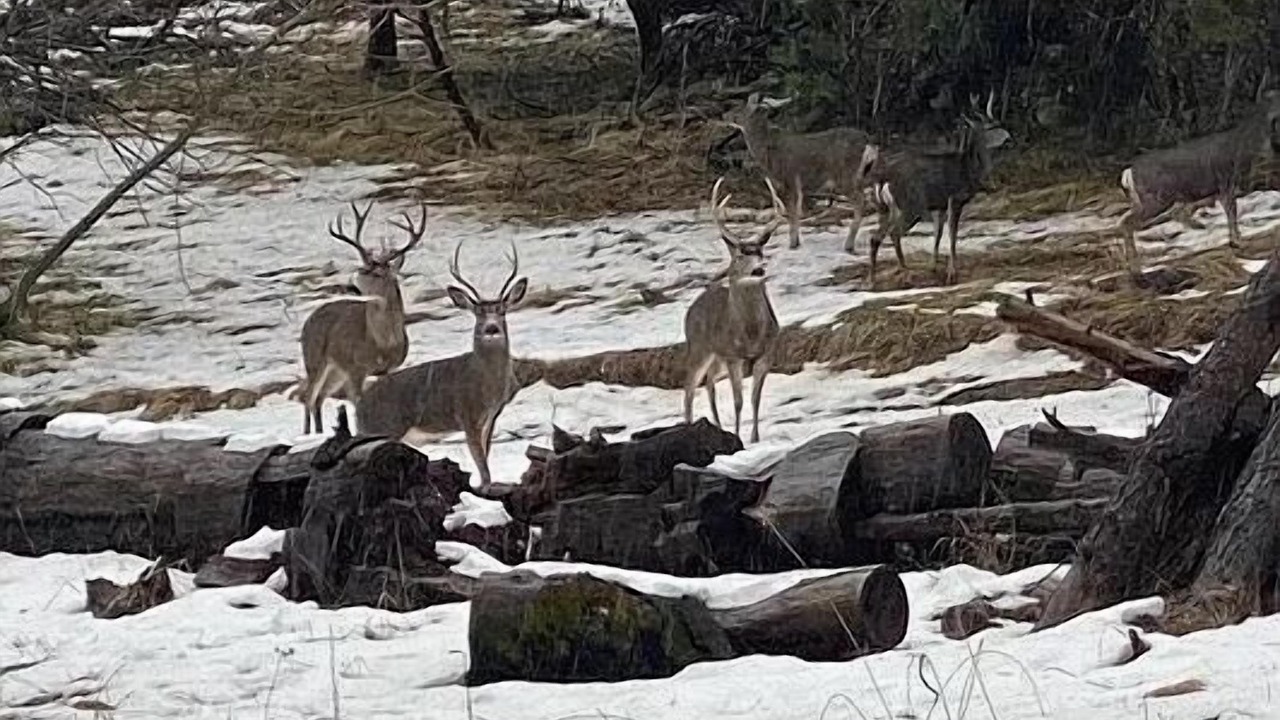 Photo of Others in Coarsegold
