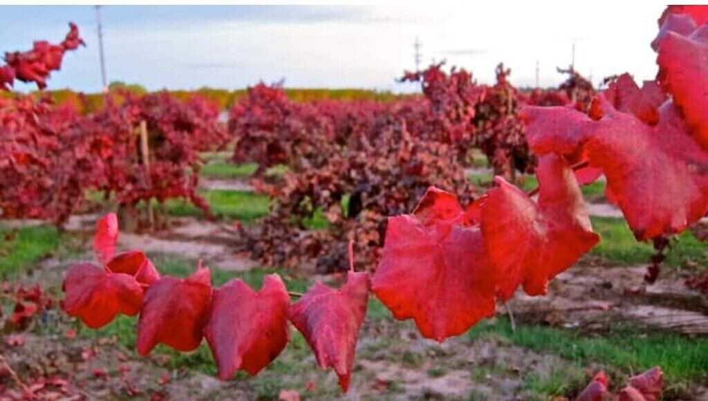Photo of Others in Reedley