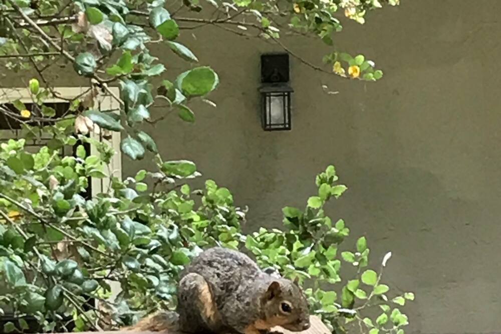 Photo of Outdoor in Claremont