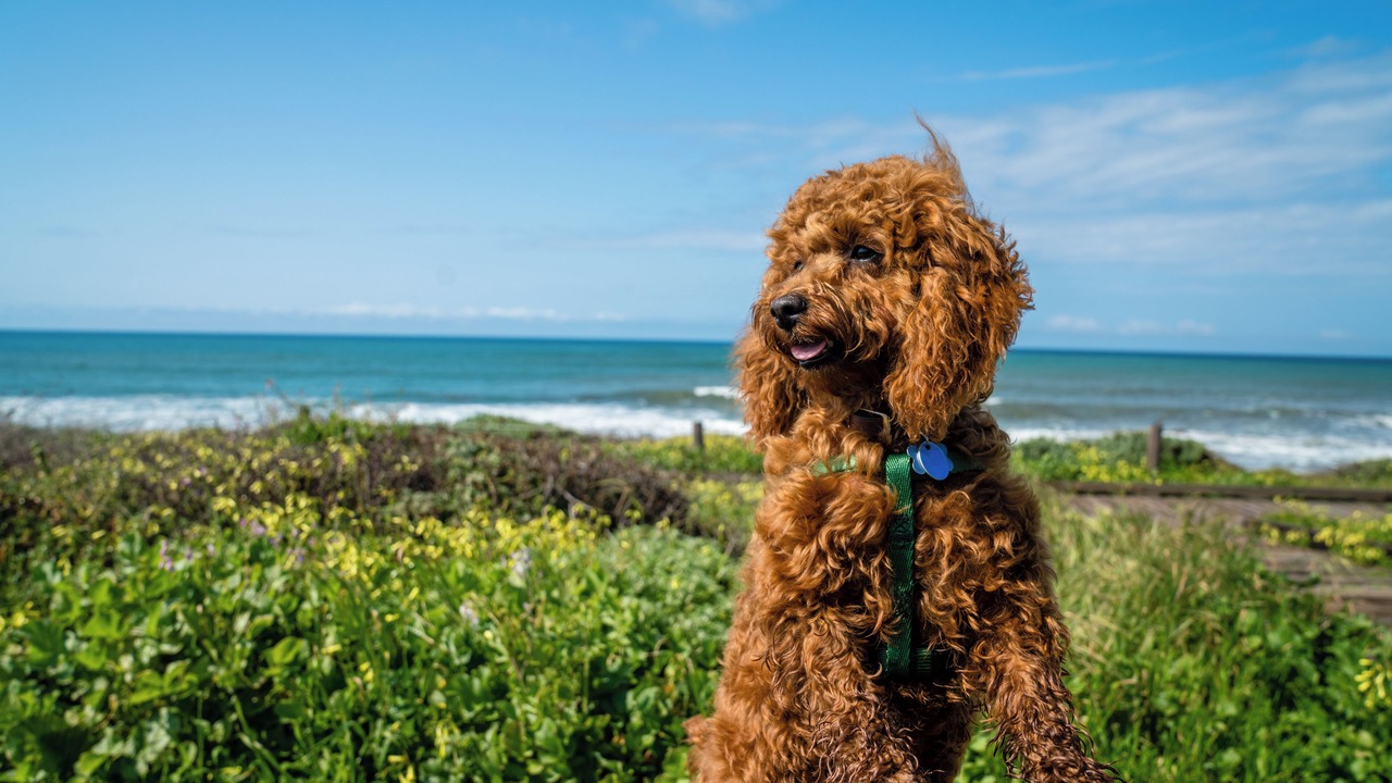 Photo of Outdoor in San Simeon