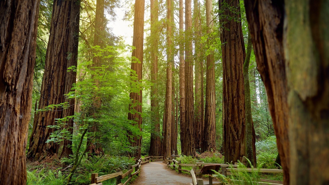 Photo of Outdoor in Burlingame