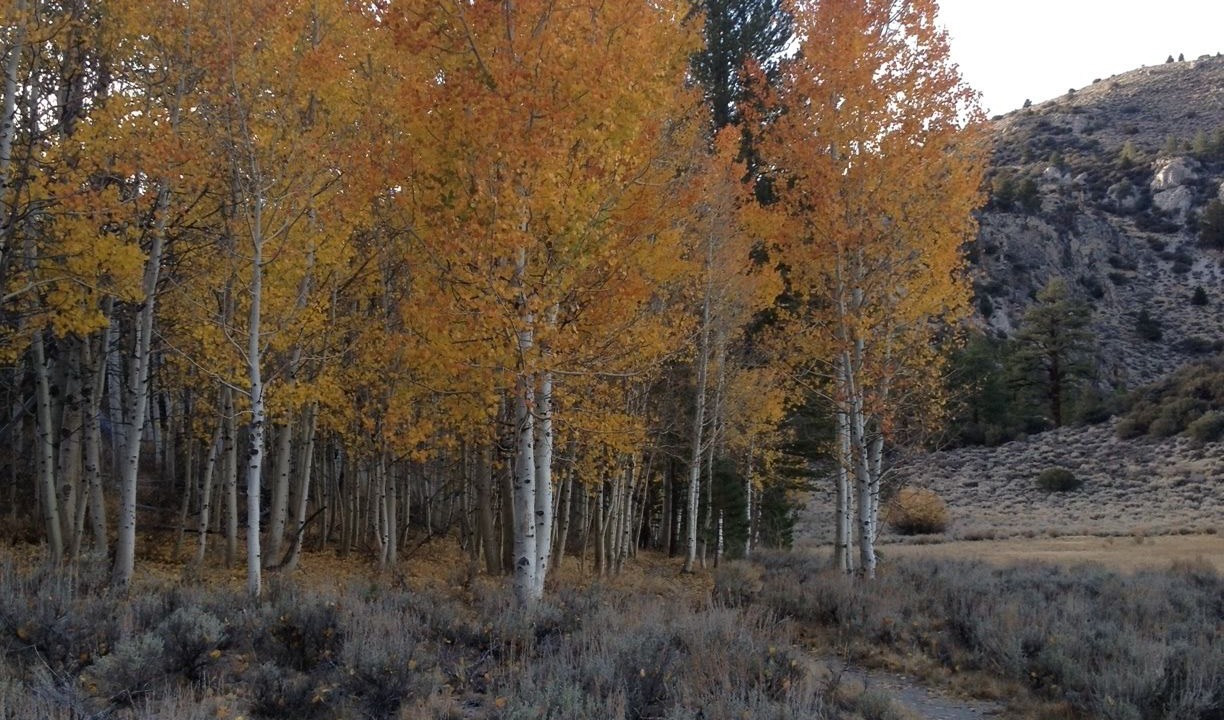 Photo of Outdoor in June Lake