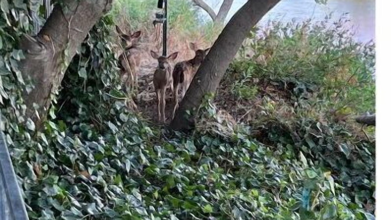 Photo of Outdoor in Fair Oaks