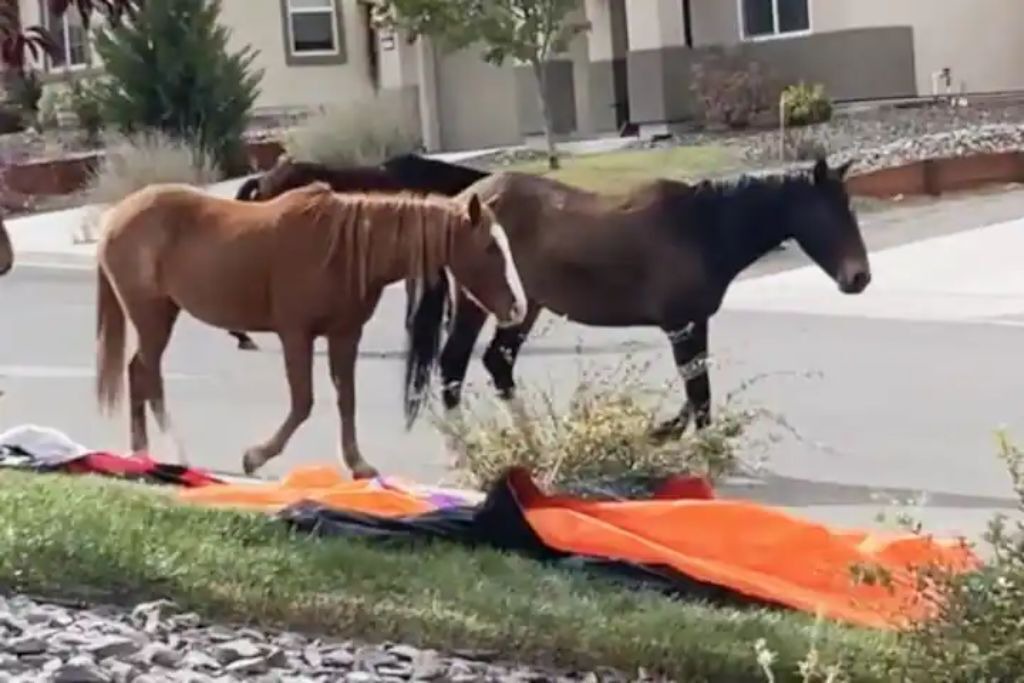 Photo of Others in Reno