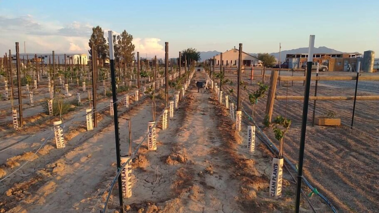 Photo of Others in Pahrump