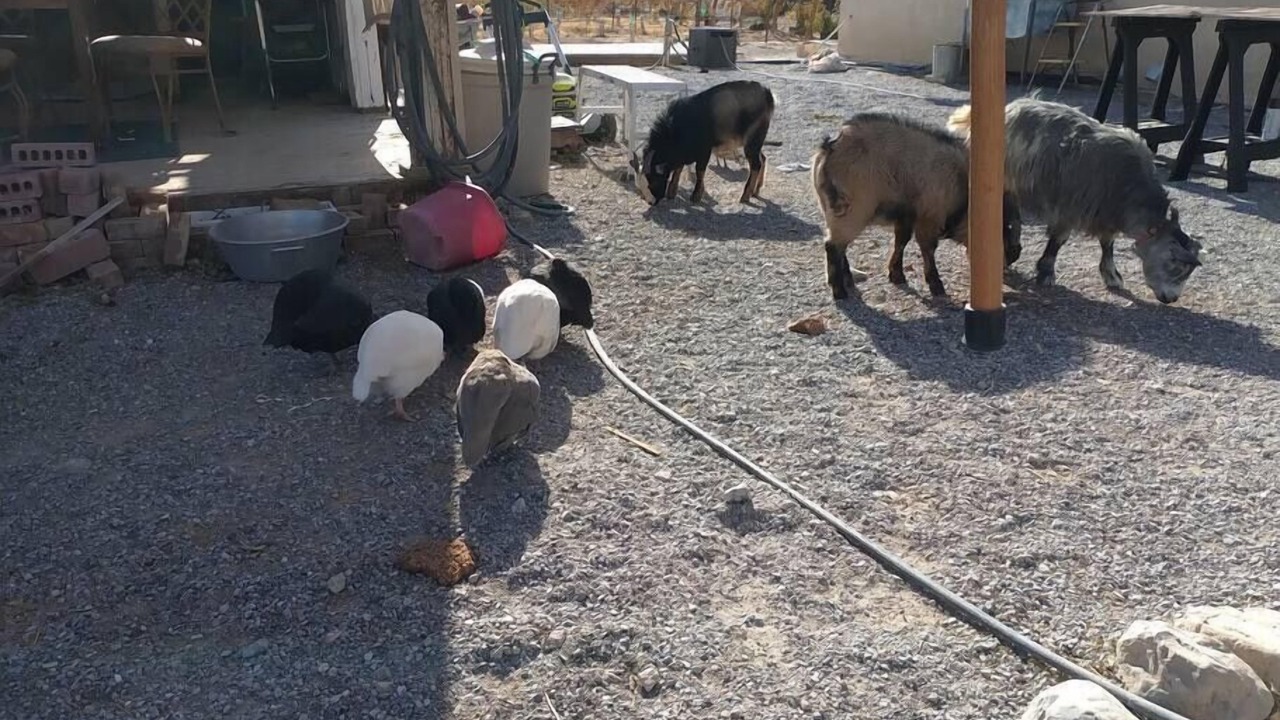 Photo of Outdoor in Pahrump