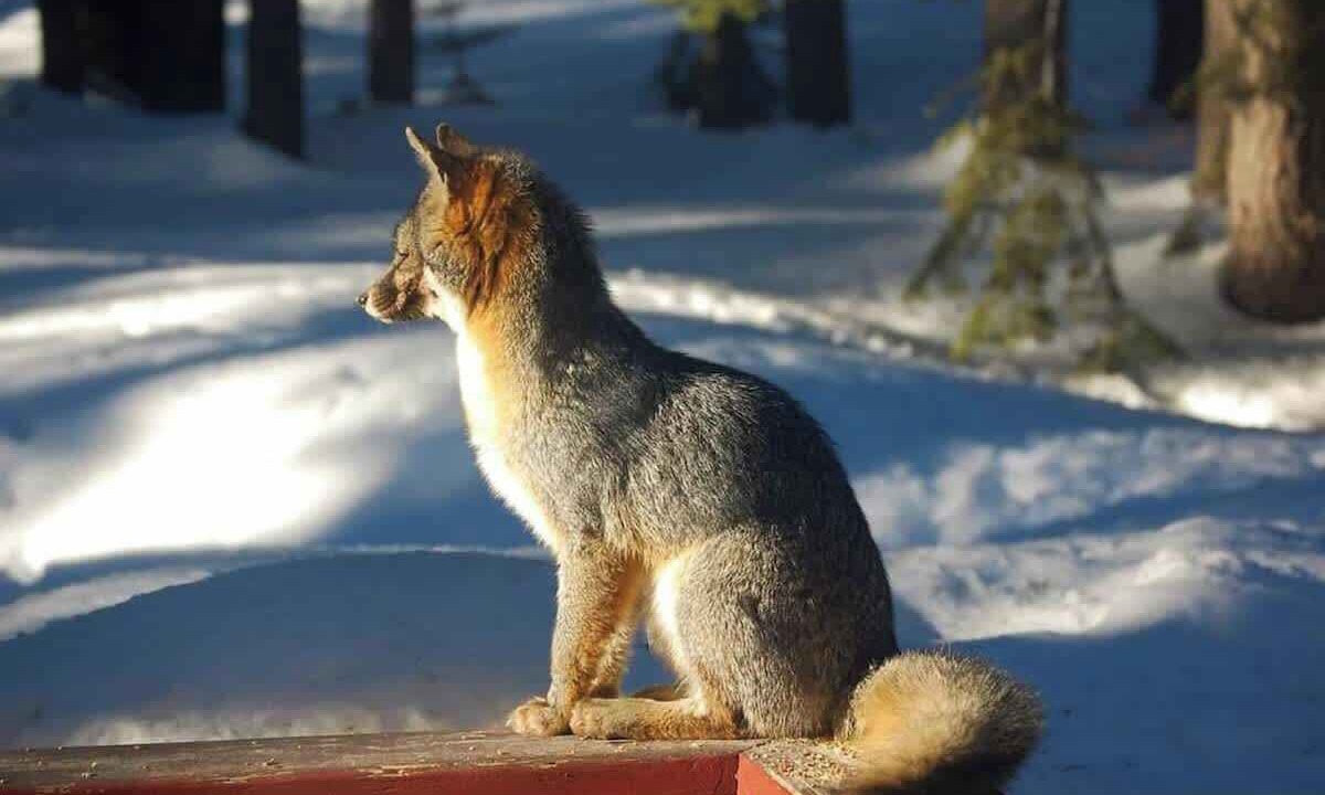 Photo of Others in Ponderosa