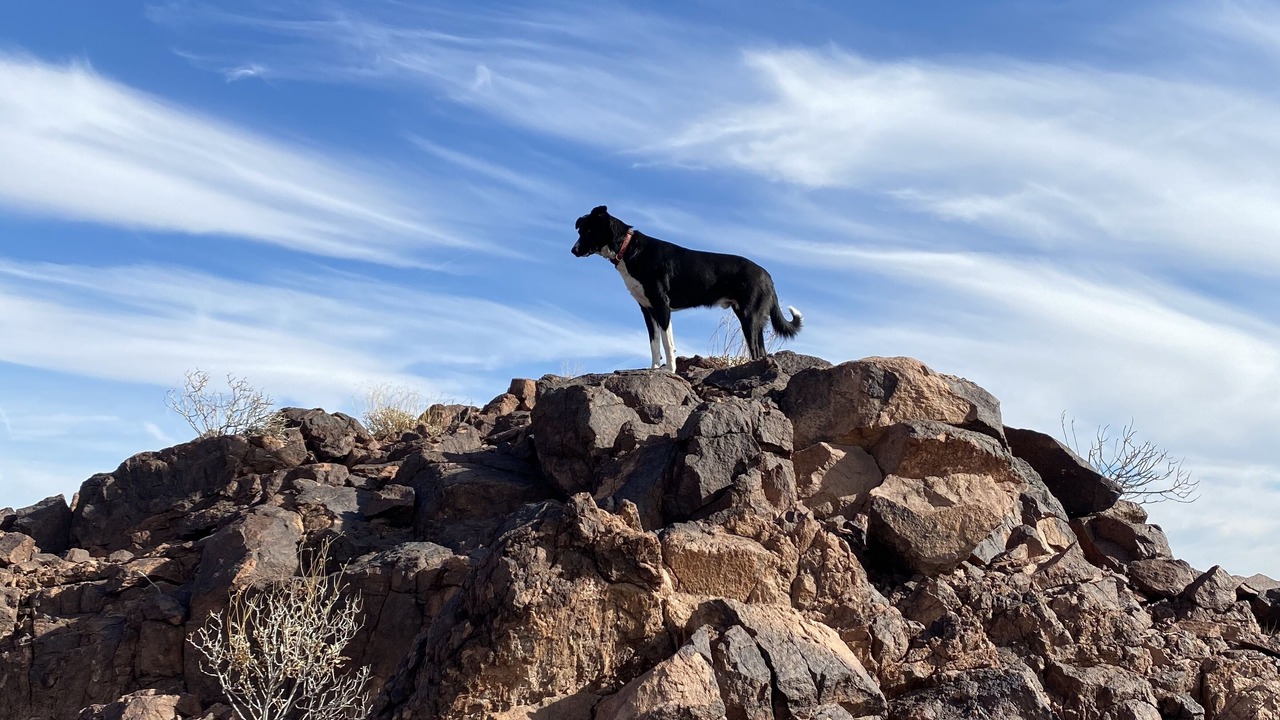 Photo of Others in Lake Havasu City