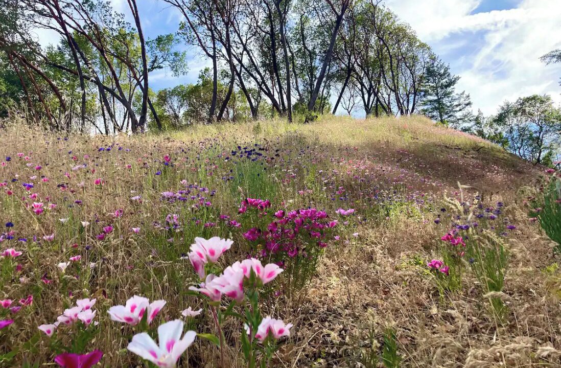 Photo of Outdoor in California Wine Country