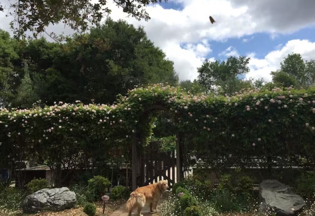 Photo of Outdoor in Los Altos Hills