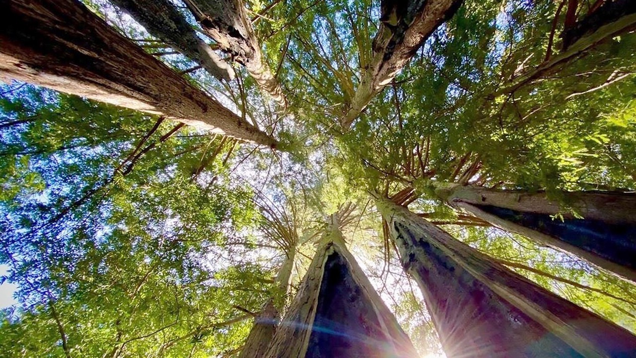 Photo of Outdoor in Lagunitas-Forest Knolls