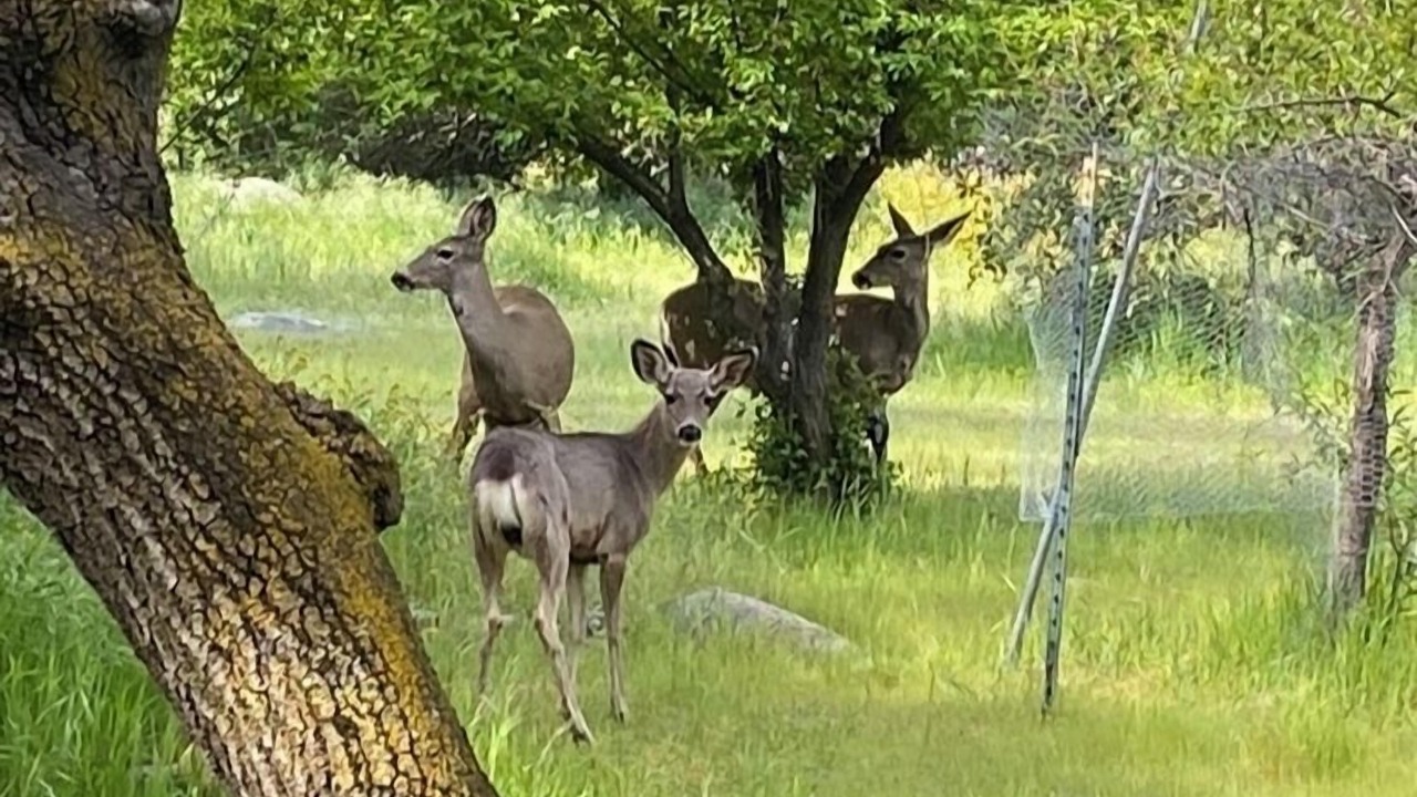 Photo of Outdoor in Three Rivers