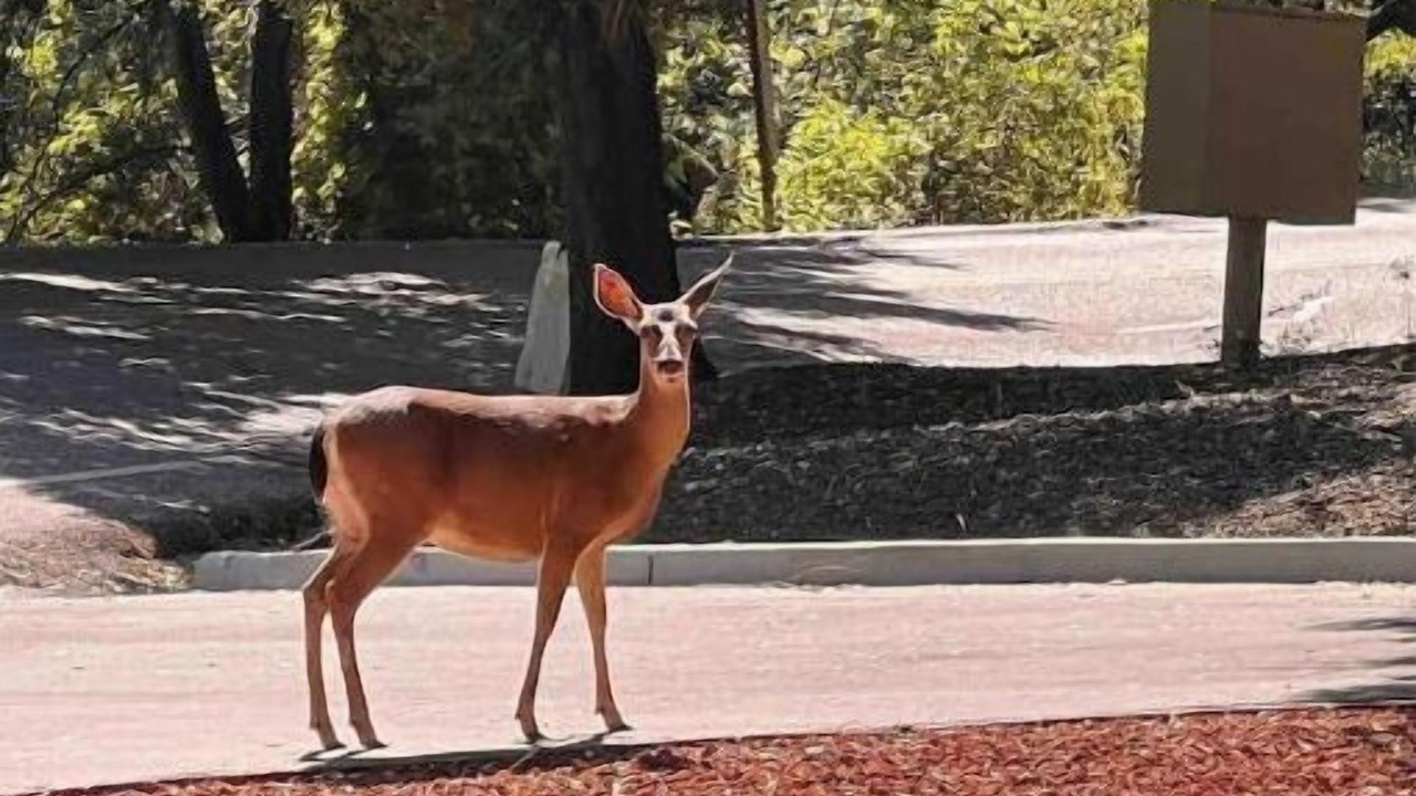 Photo of Others in Saratoga