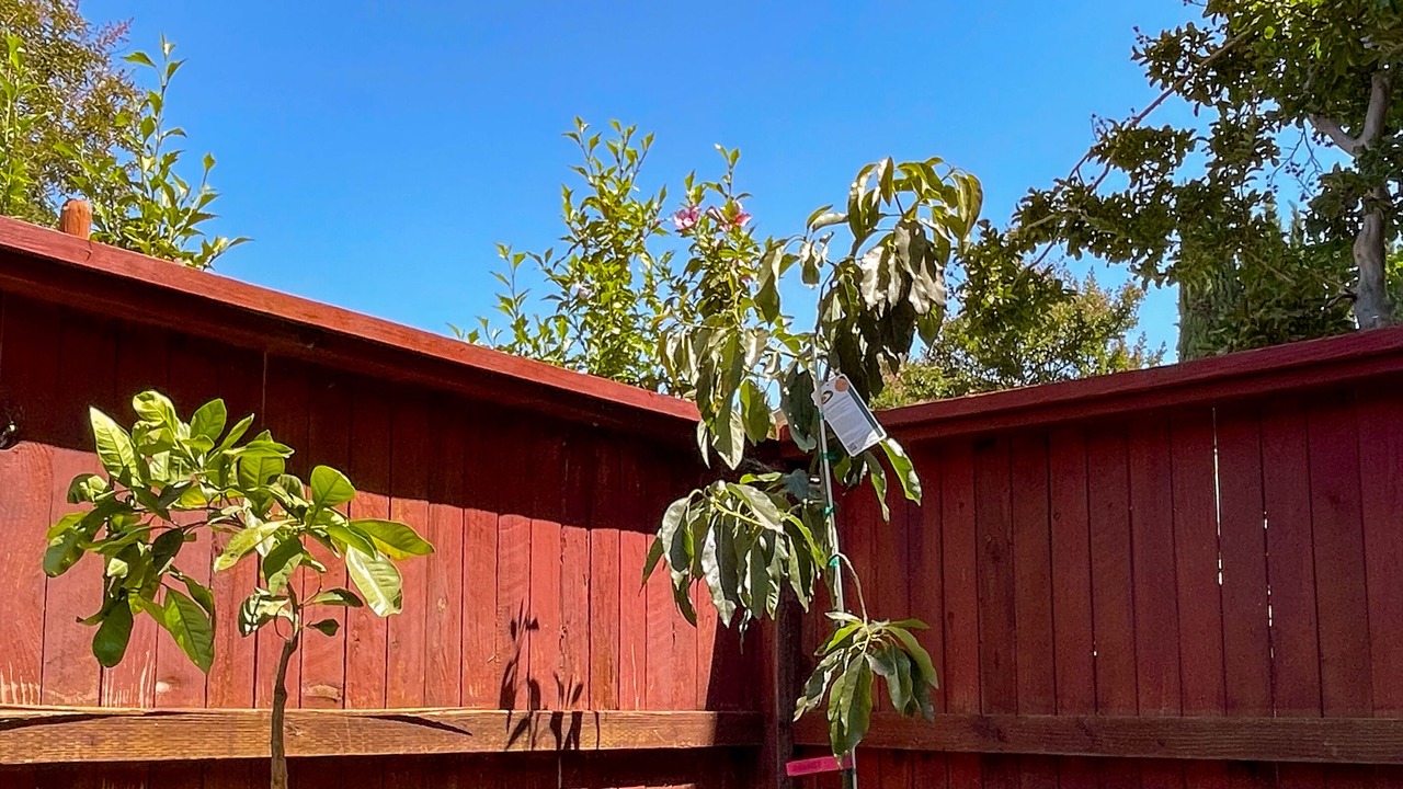 Photo of Outdoor in Davis