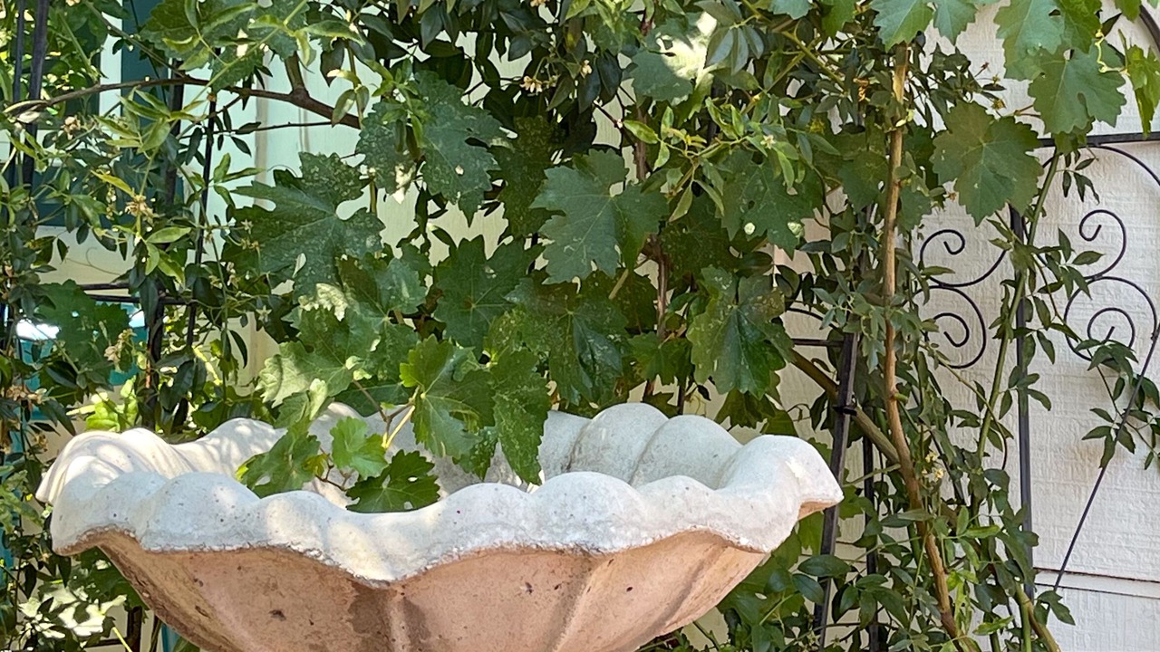 Photo of Outdoor in Davis