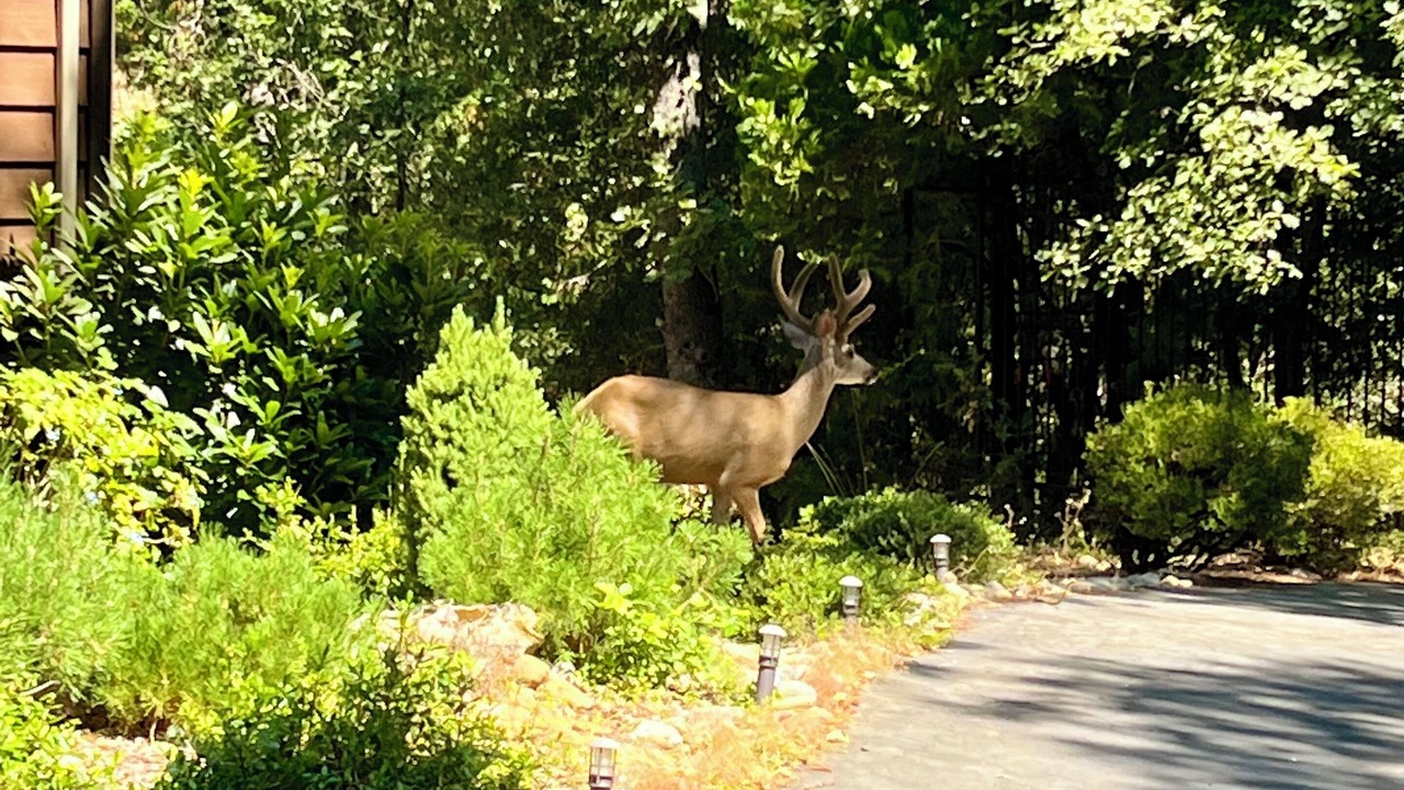 Photo of Others in Tuolumne County