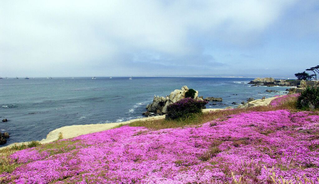 Photo of Others in Pacific Grove
