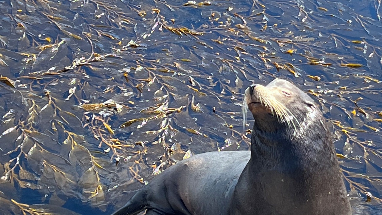 Photo of Others in Monterey