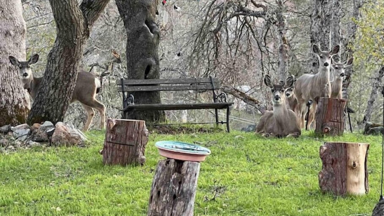 Photo of Outdoor in Coarsegold