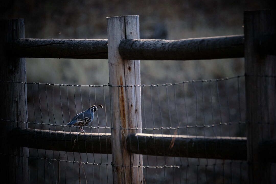 Photo of Others in North Fork