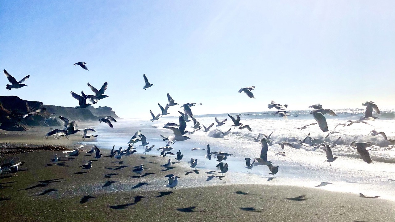 Photo of Others in Marine Terrace