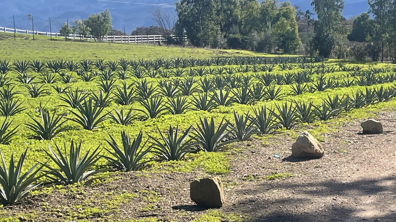Photo of Outdoor in Santa Ynez