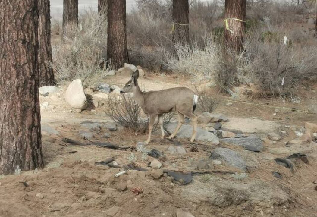 Photo of Outdoor in Galena Forest Estates