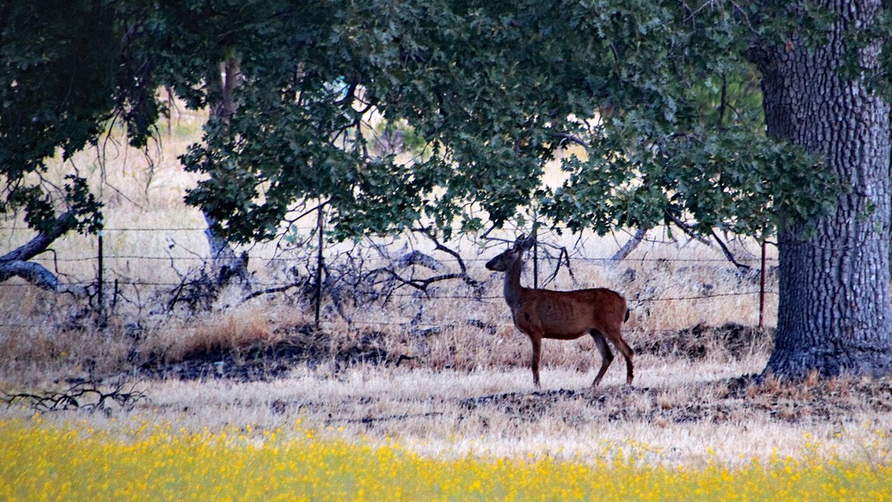 Photo of Outdoor in Mariposa