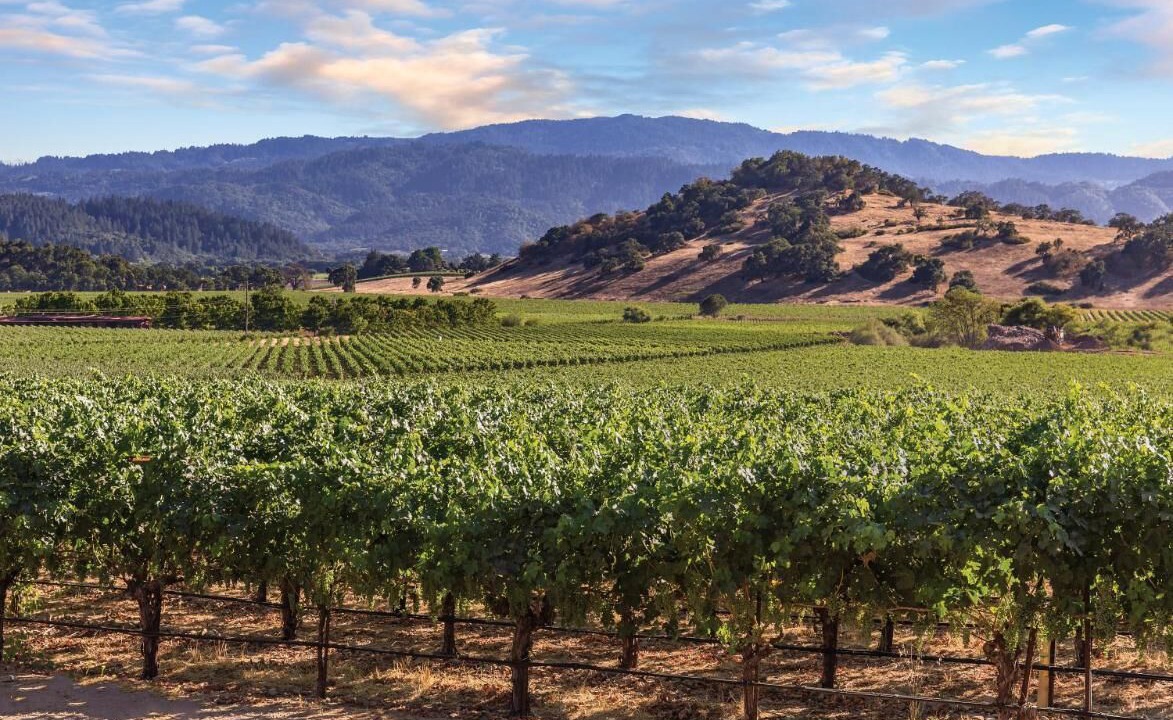 Photo of Others in Napa