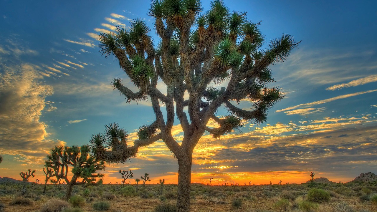 Photo of Others in Desert Hot Springs