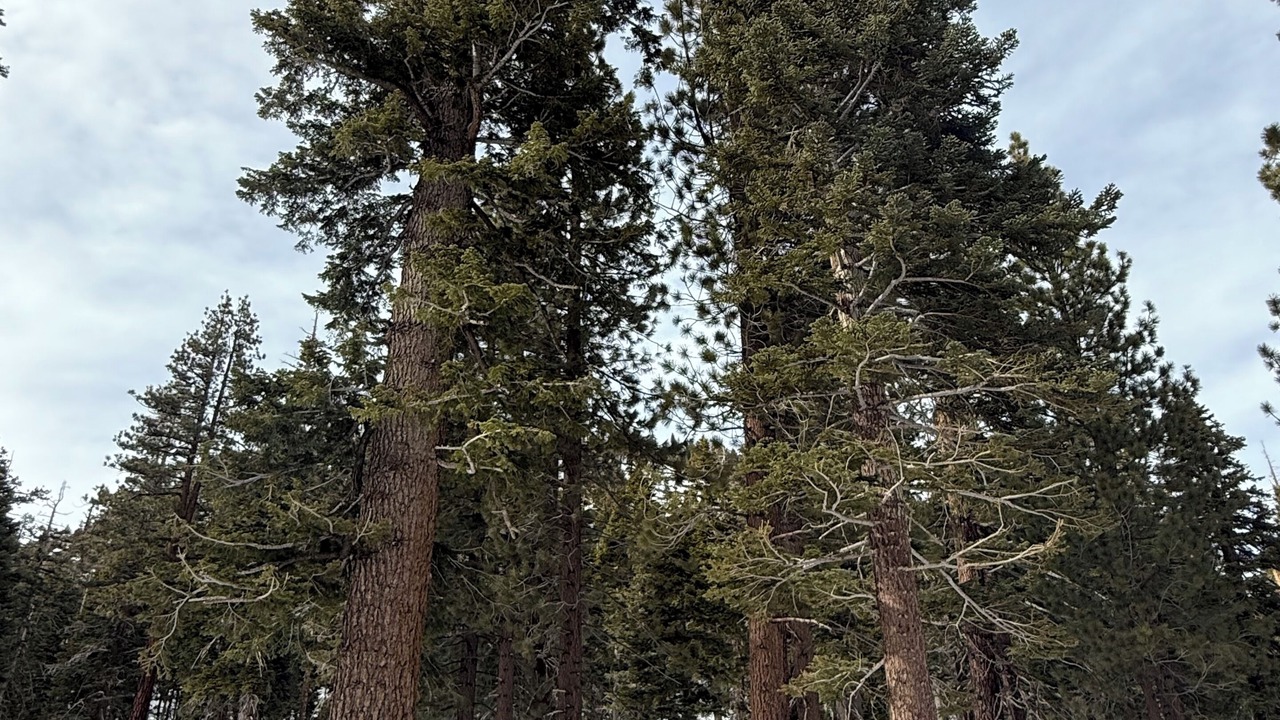 Photo of Others in Majestic Pines