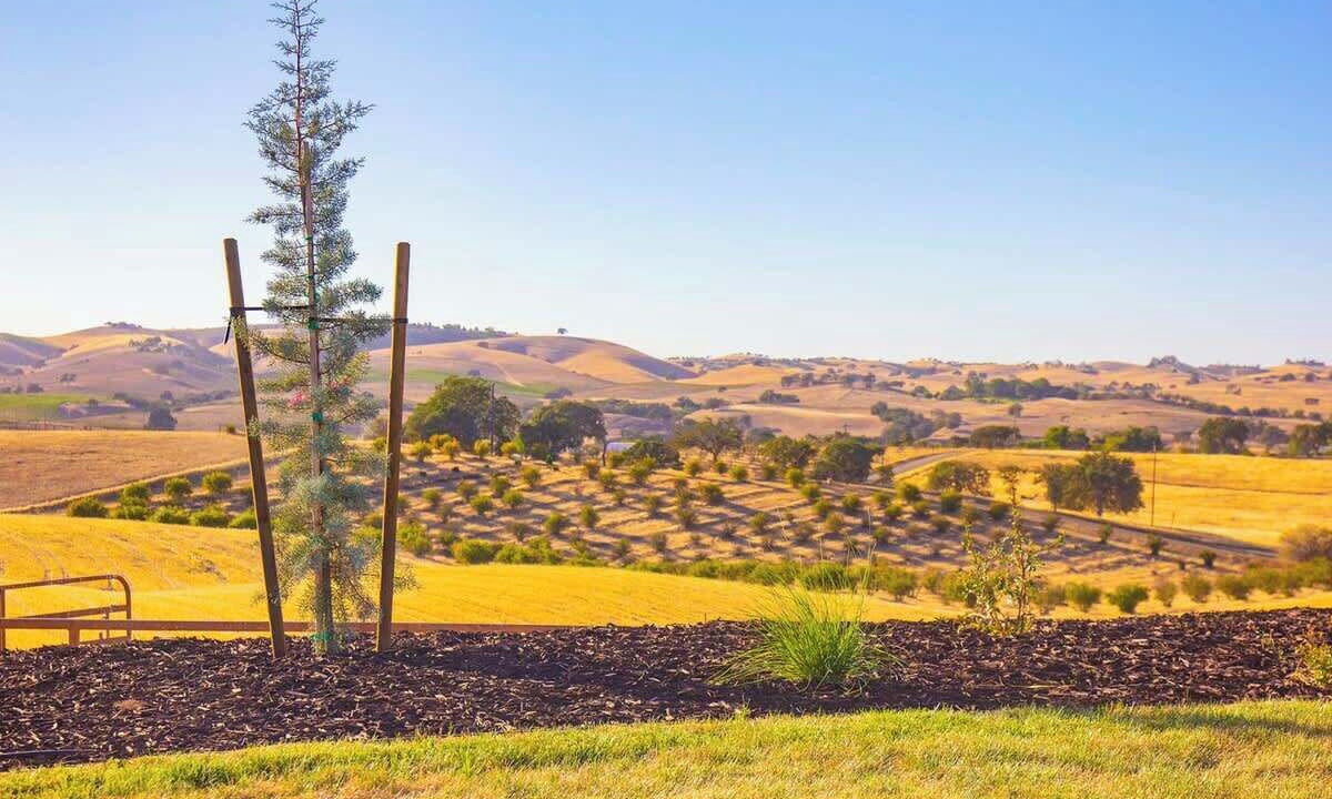 Photo of Others in Paso Robles