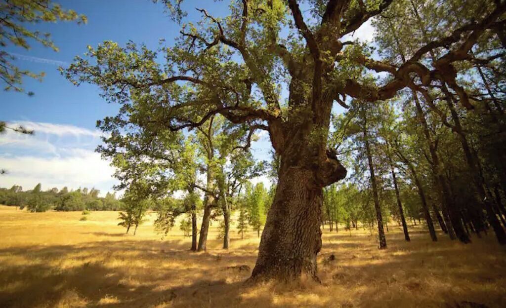 Photo of Outdoor in Groveland