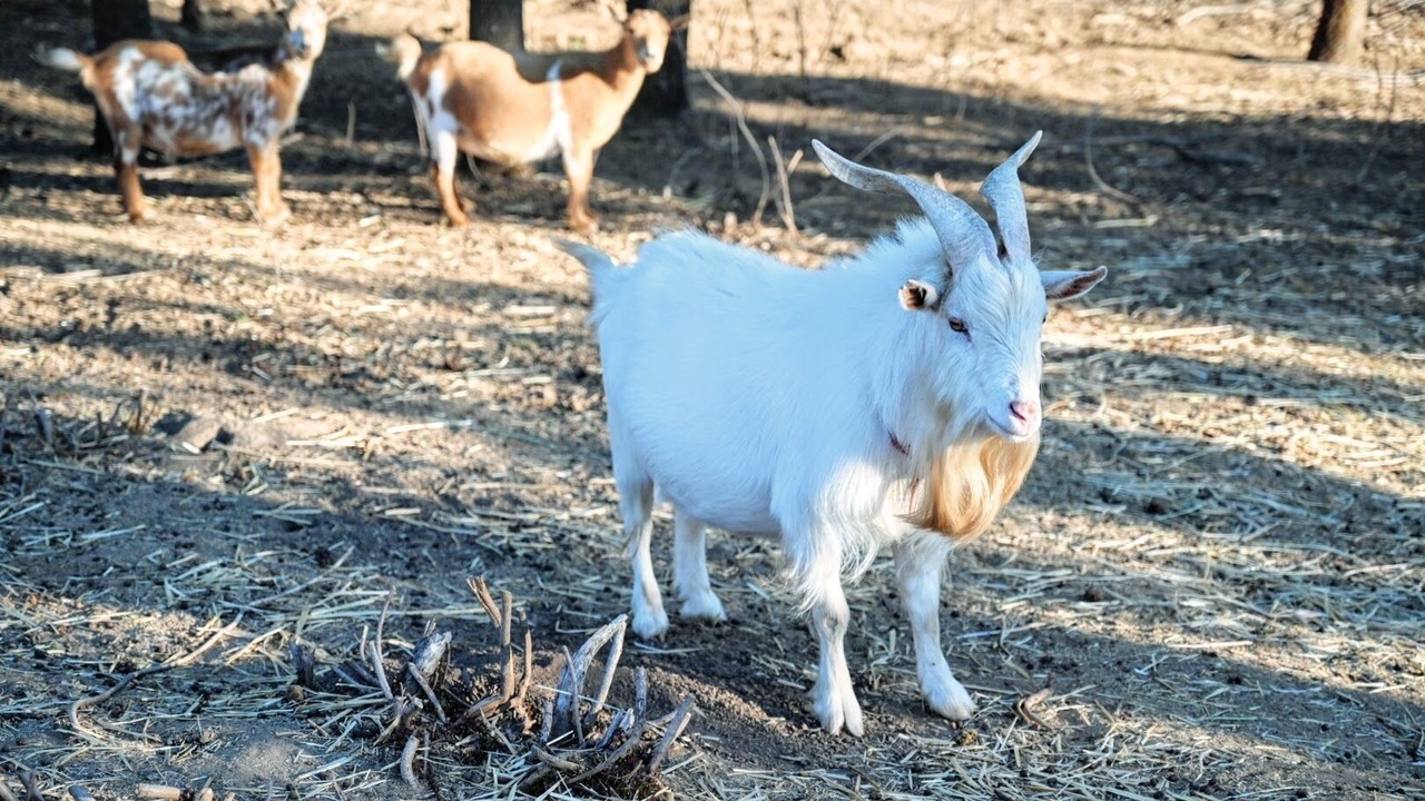 Photo of Others in Pinehurst