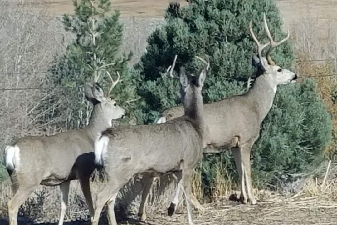Photo of Others in Crowley Lake
