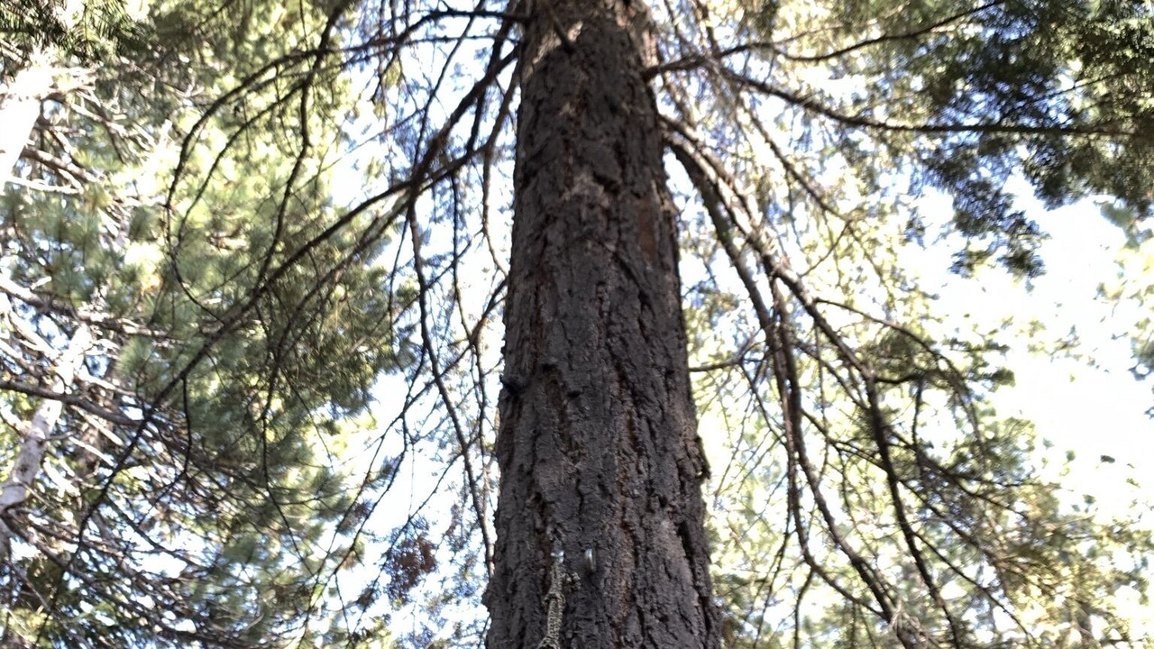 Photo of Others in Pioneer Trail