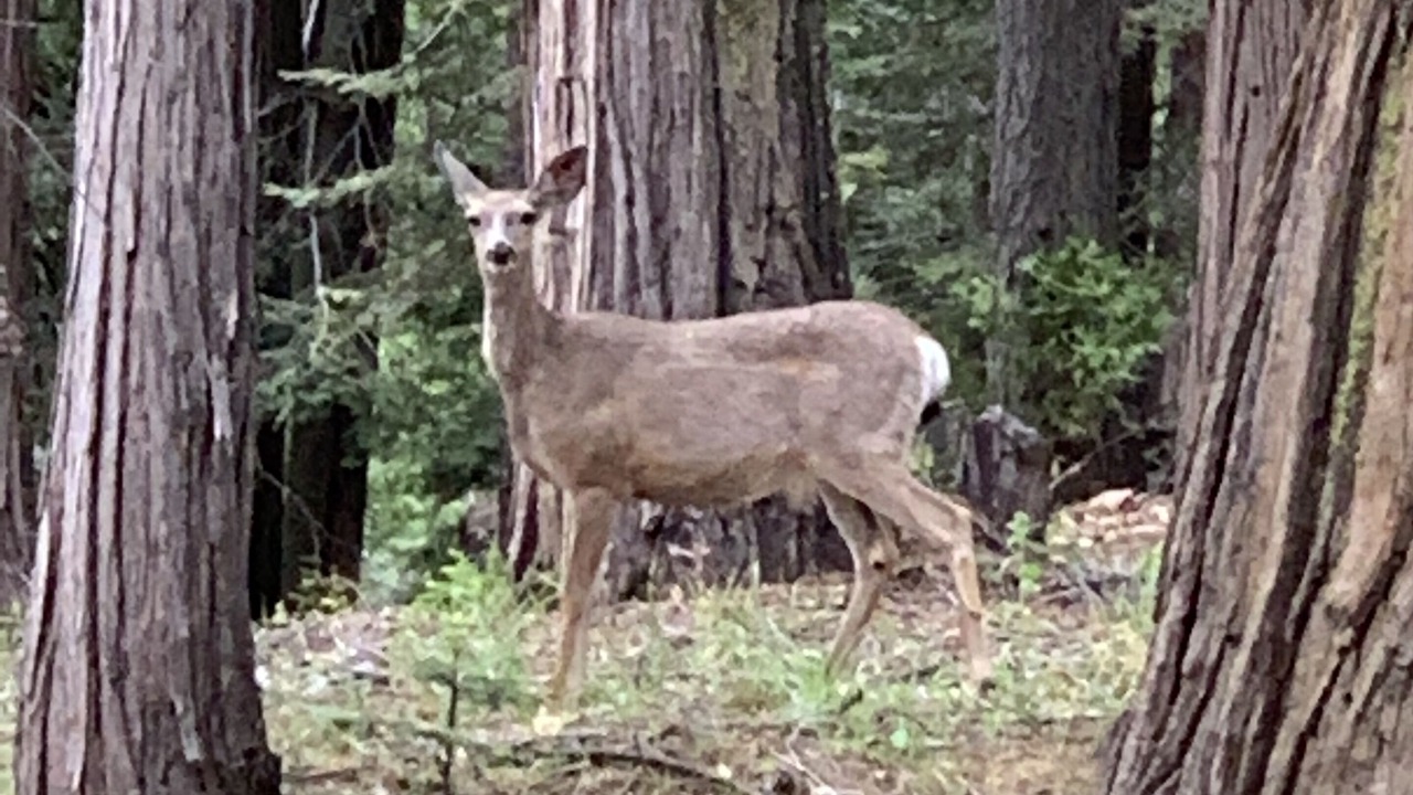 Photo of Others in Shaver Lake