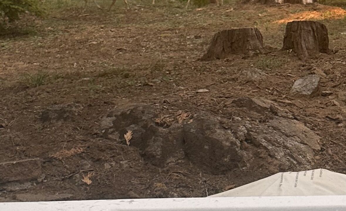 Photo of Others in Shaver Lake